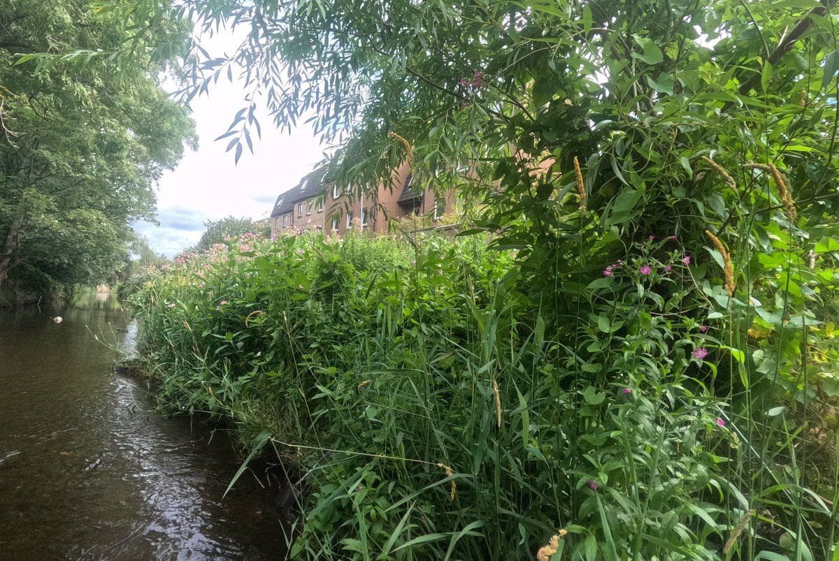 WOLCT's tweet image. A solo session for Johnny our ranger down at the Rocheid Path section removing several stands of Himalayan balsam.

We&apos;ll be at Stockbridge tomorrow getting more plants up to St Bernards well to keep the river free of invasive species.

@Edinburgh_CC