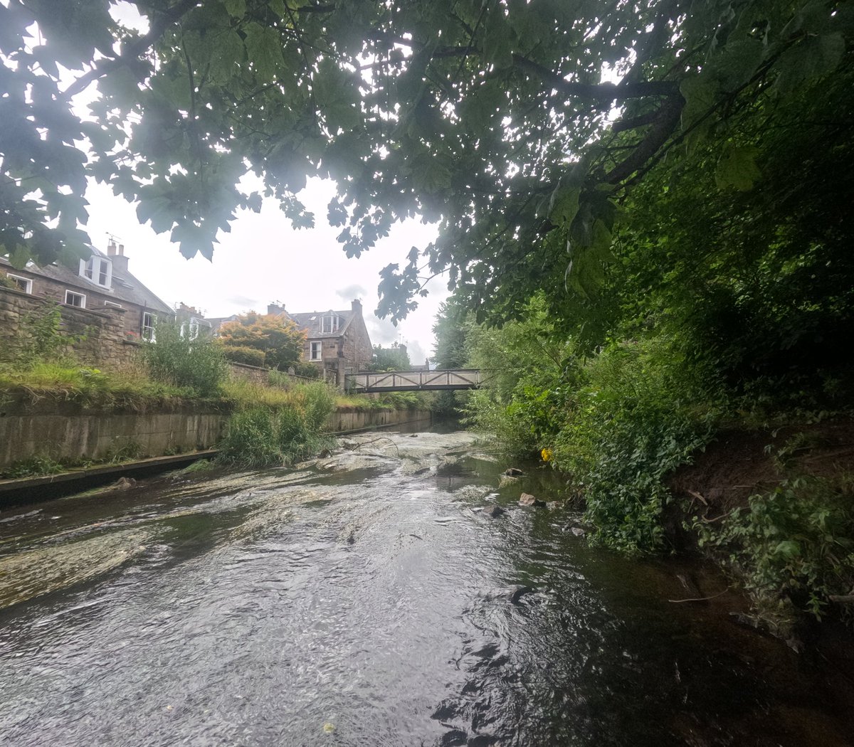 WOLCT's tweet image. A solo session for Johnny our ranger down at the Rocheid Path section removing several stands of Himalayan balsam.

We&apos;ll be at Stockbridge tomorrow getting more plants up to St Bernards well to keep the river free of invasive species.

@Edinburgh_CC