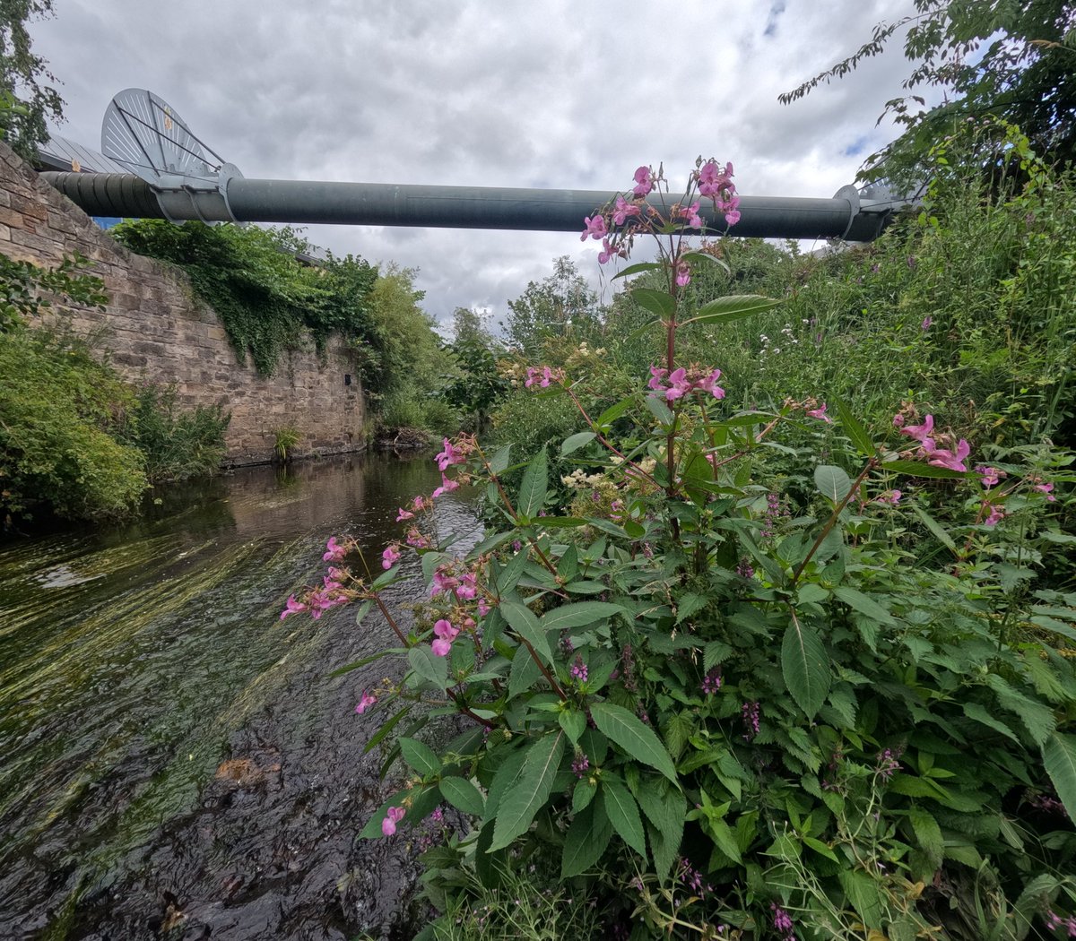 WOLCT's tweet image. A solo session for Johnny our ranger down at the Rocheid Path section removing several stands of Himalayan balsam.

We&apos;ll be at Stockbridge tomorrow getting more plants up to St Bernards well to keep the river free of invasive species.

@Edinburgh_CC