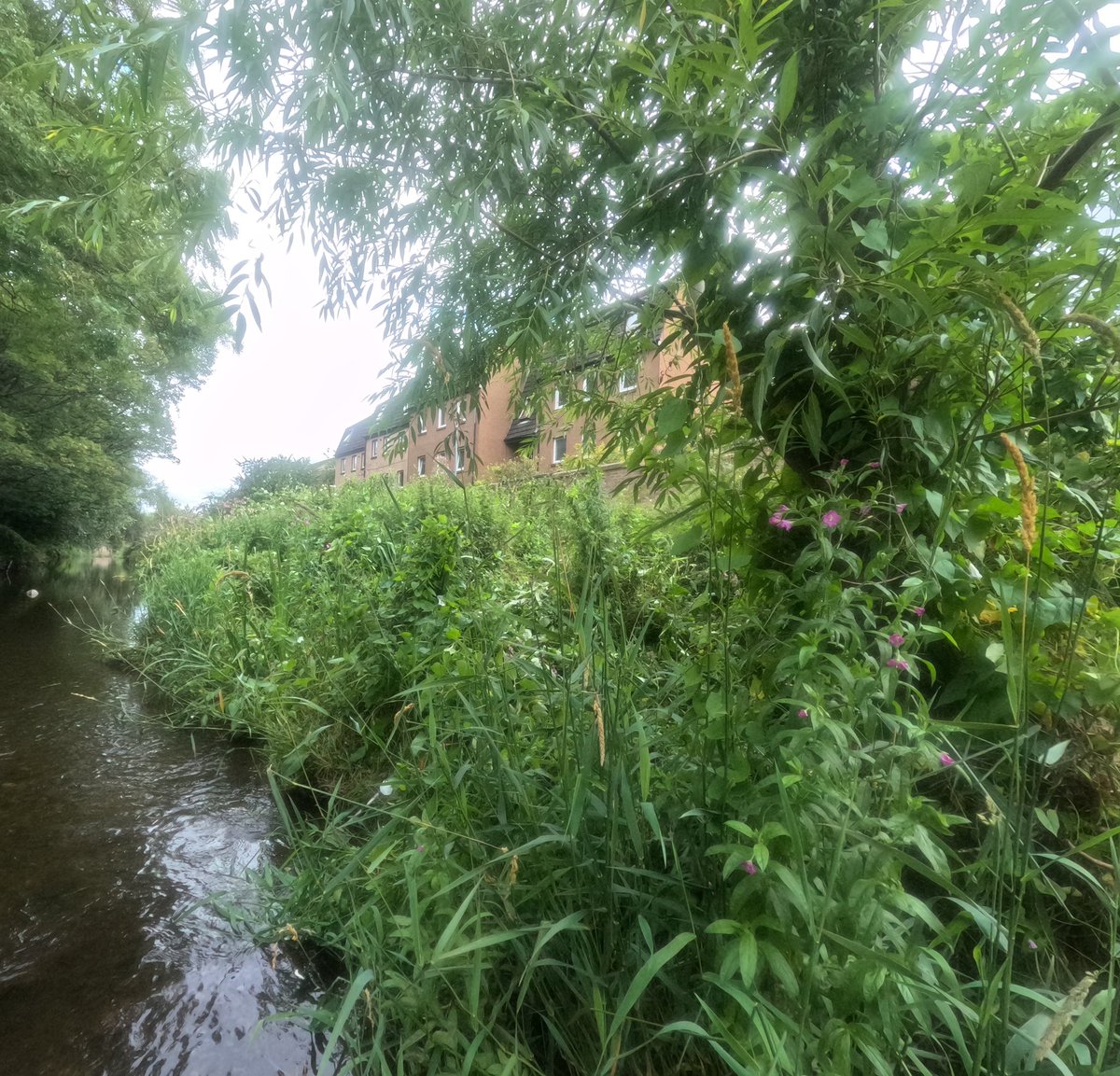 WOLCT's tweet image. A solo session for Johnny our ranger down at the Rocheid Path section removing several stands of Himalayan balsam.

We&apos;ll be at Stockbridge tomorrow getting more plants up to St Bernards well to keep the river free of invasive species.

@Edinburgh_CC
