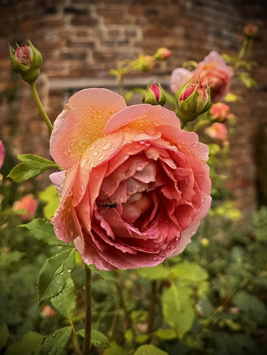 JohnRolandEvan1's tweet image. The older you get - the quicker time goes. Feeling like that today 🌹