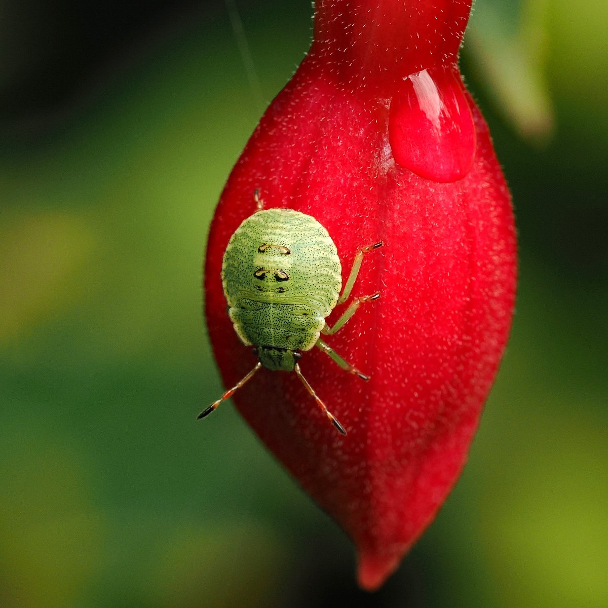 jwood_t's tweet image. A mid instar Green Shieldbug (Palomena prasina) on a Fuchsia bud after the rain.