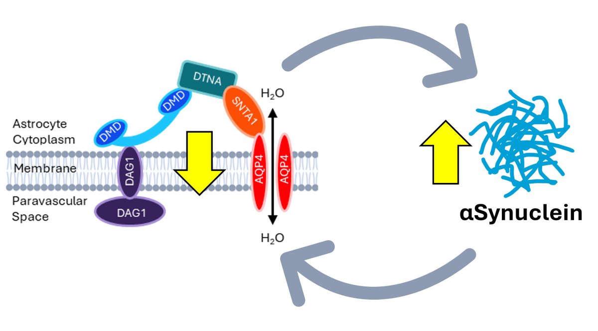 Using a mouse model of Parkinson’s disease, Lopes et al. show that dysregulation of aquaporin-4 water channel complexes may impair glymphatic function, contributing to α-synuclein accumulation in the brain. tinyurl.com/exxvhtcm