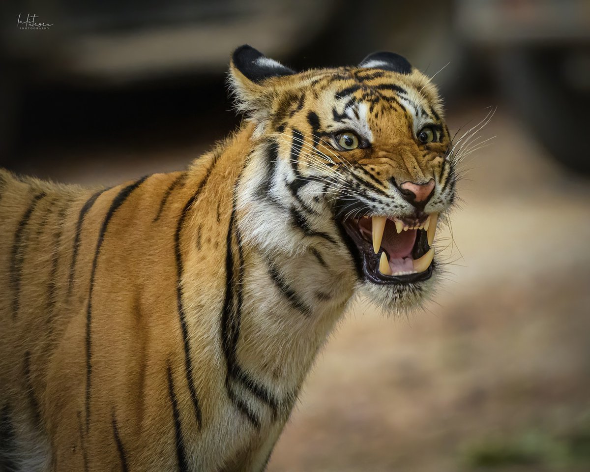 SMNK1972's tweet image. Sub adult Bengal tiger with attitude photographed in im Corbett National Park, Uttarakhand. Credit to Lalit Arora