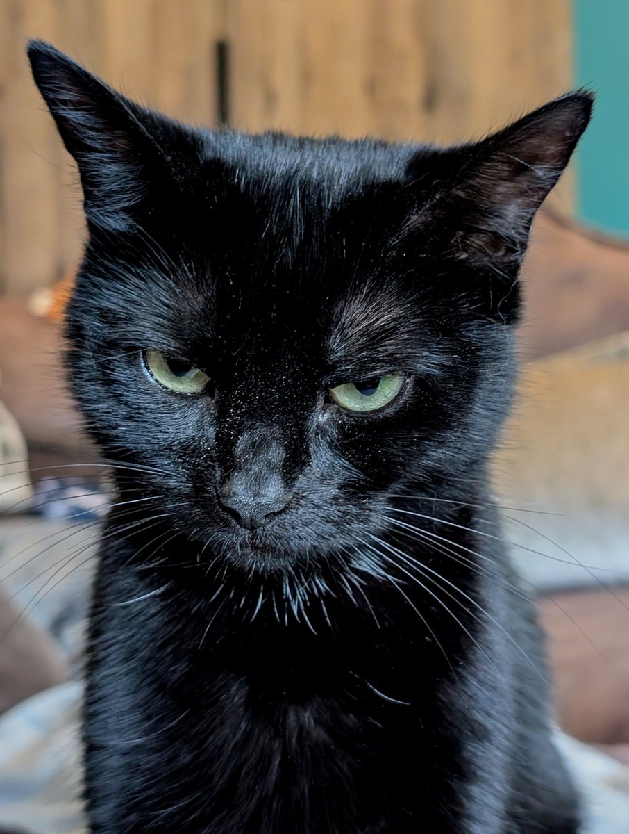 Gammitin's tweet image. ⛔✋🐈⬛Approach With Caution🐈⬛✋⛔
{ #VoidCat | #BlackCat | #Binx }