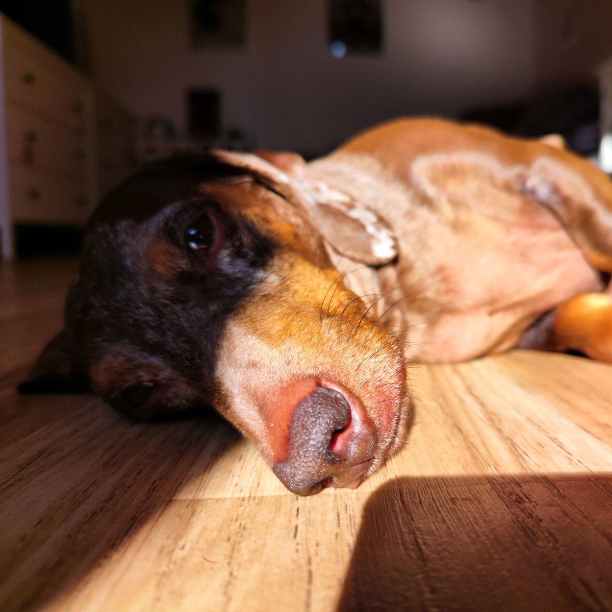 ian_dachs's tweet photo. Nývlt a Macháně alias Matýsek a Toník: letní relax mód 24/7.
🐕❤️🐕 #Tonda & #Matej #Merle #Wirehaired #Smoothhaired #Dachshund #Wiener #Family #Members #BestFriend #Bestevenn #SausageDog #InstaWiener #InstaDog #ILoveIt #JegElskerDet #LovingDog #My #FantasticBeasts https://t.co/yjzC4LqUrV