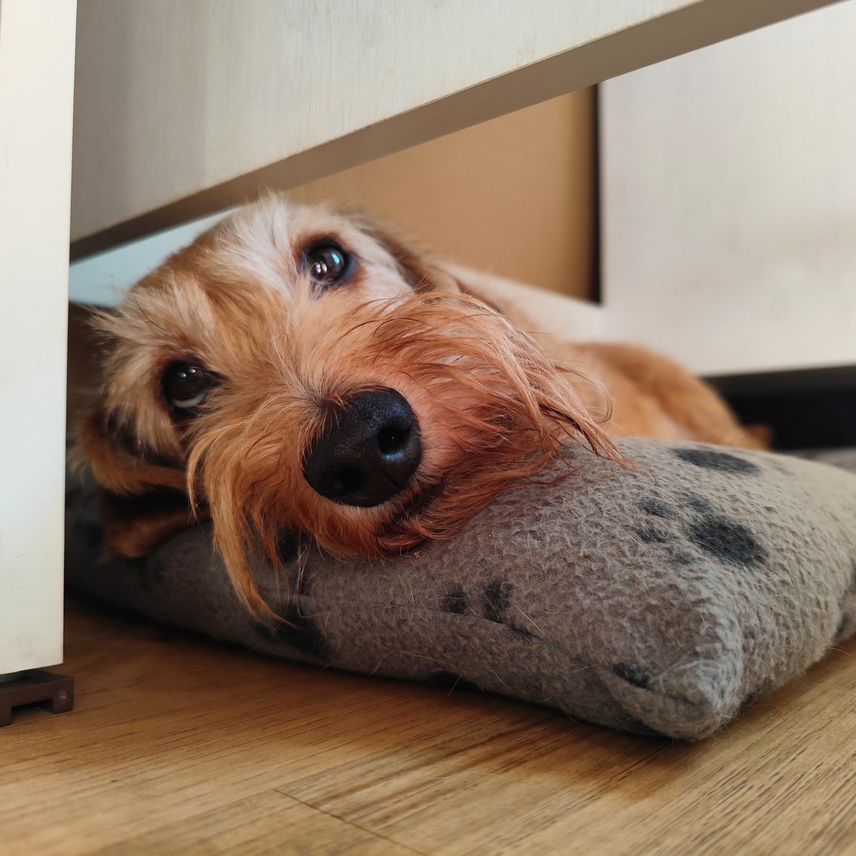 ian_dachs's tweet photo. Nývlt a Macháně alias Matýsek a Toník: letní relax mód 24/7.
🐕❤️🐕 #Tonda & #Matej #Merle #Wirehaired #Smoothhaired #Dachshund #Wiener #Family #Members #BestFriend #Bestevenn #SausageDog #InstaWiener #InstaDog #ILoveIt #JegElskerDet #LovingDog #My #FantasticBeasts https://t.co/yjzC4LqUrV