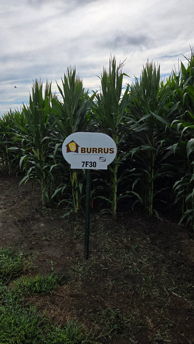 toddburrus2's tweet image. Burrus 7F30 at 114 RM. It is a conventional that fits well across all soil types. #Thinkburrus