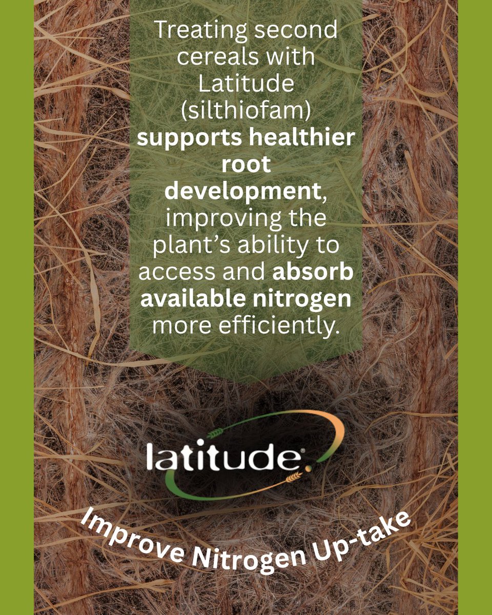 🌾 Secure your second cereals with Latitude® – the only specialist seed treatment for take-all.

✅ Protects yield &amp; quality
✅ Aids nutrient &amp; water uptake
✅ Supports flexible drilling

#TakeAllControl #CropProtection #WinterWheat #Barley #FarmingUK⁠