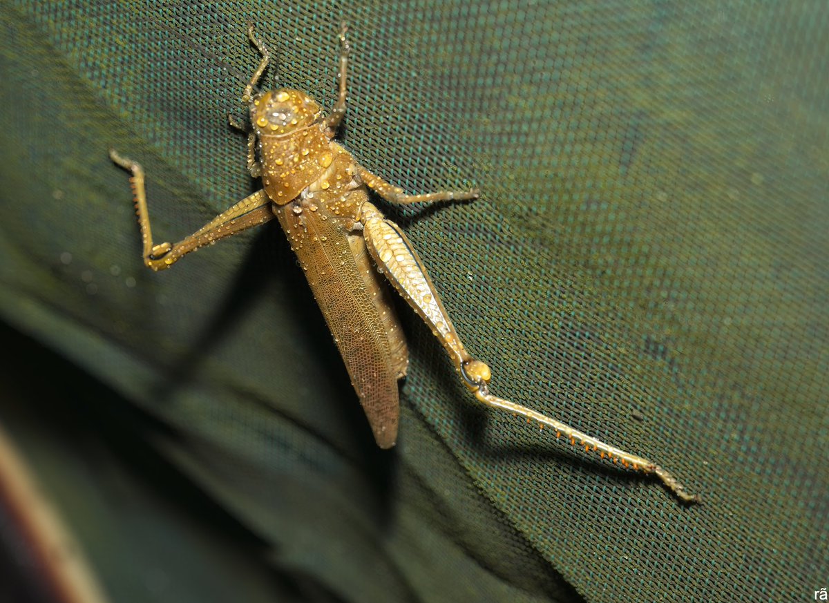 AugustoCos1's tweet image. Keeping busy on a wet day, beautiful grasshopper.