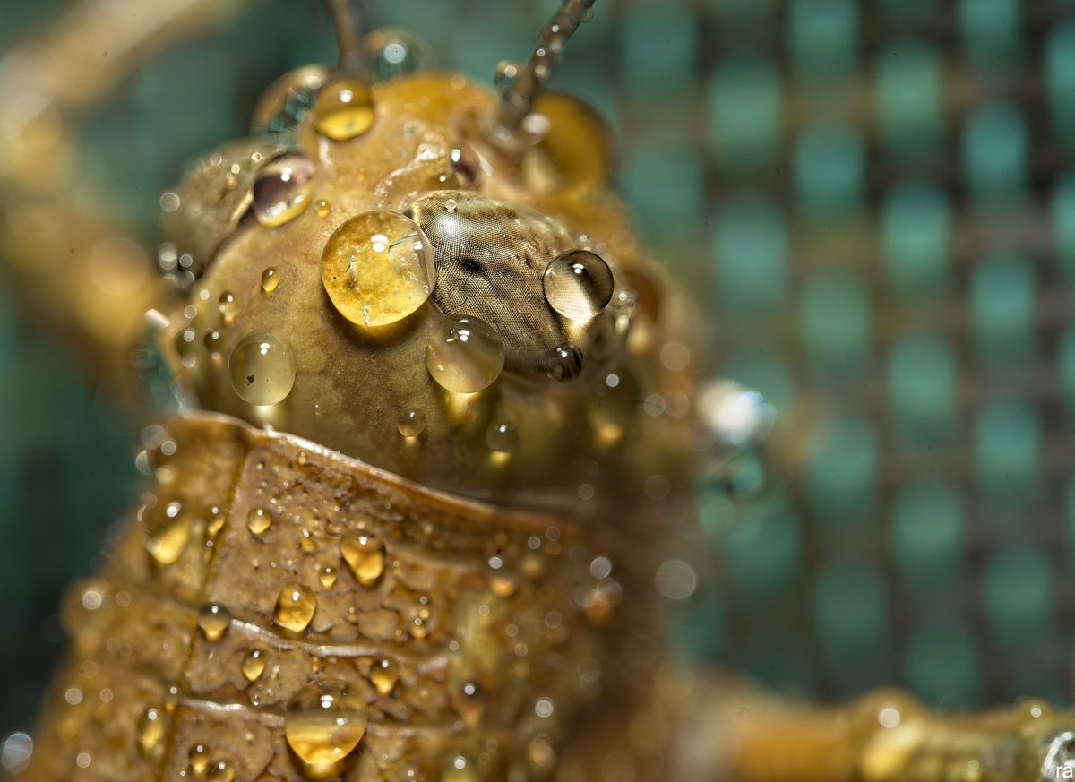 AugustoCos1's tweet image. Keeping busy on a wet day, beautiful grasshopper.