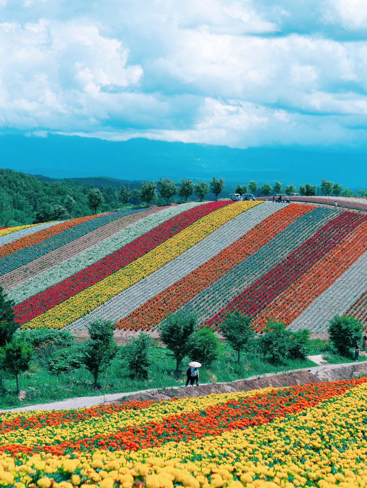 noco｜花の写真家on X: 