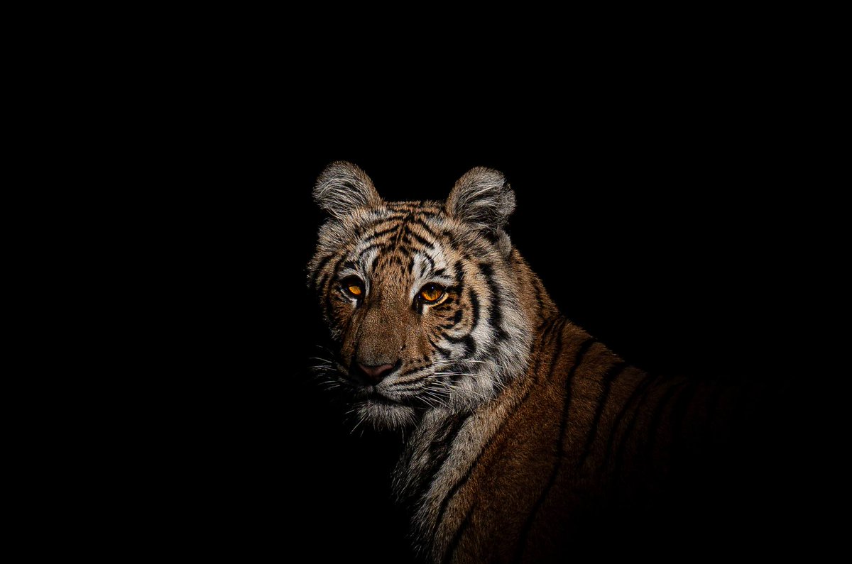 SMNK1972's tweet image. Stunning portrait of Pedwali Tigress's cub photographed near Sambar Road, CTR. Credit for this wonderful portrait goes to Bhupi Bisht ji