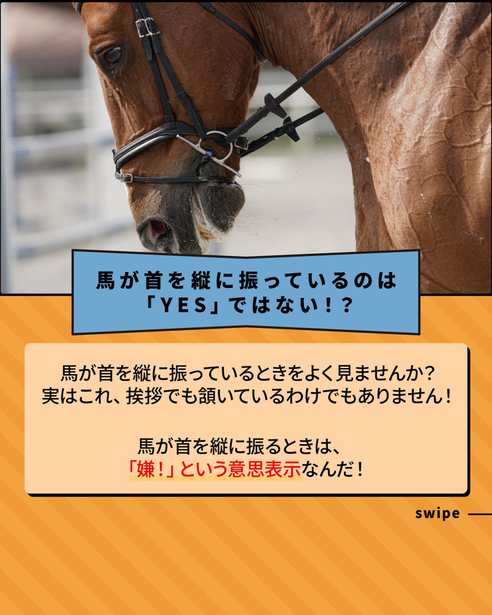 🐴ウマビア〜明日使えるウマ知識〜🐴​
本日は、馬同士のコミュニケーションについて💬​​

馬同士の挨拶は、鼻を近づけて匂いを嗅いで行うよ✨️​
馬の鳴き声として「ヒヒーン！」とよく聞くけど、これは自分の居場所を知らせるために鳴くといわれているよ！