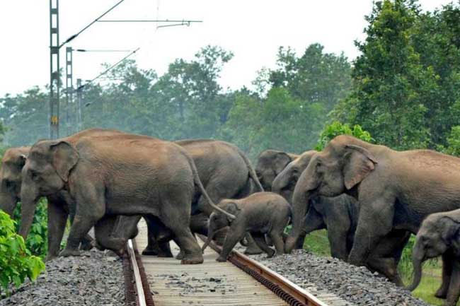stae_elephants's tweet image. Three elephants were killed by a train in Gallella, Sri Lanka last week. This was the same spot where seven elephants were killed by a train in February. What is being done to stop this tragedy happening to precious elephants?
dawn.com/news/1925007