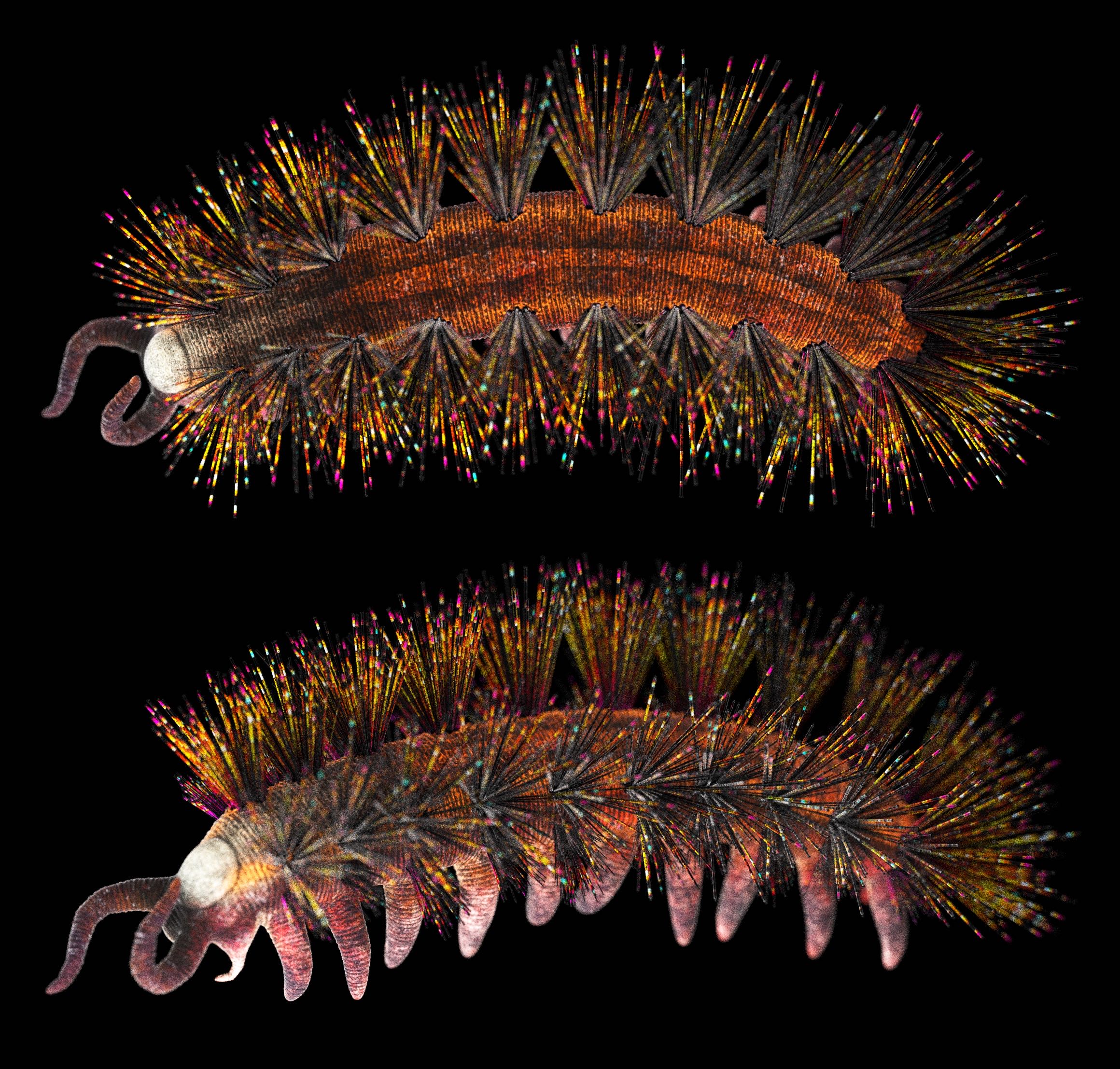 のん様へ♥7/10 VANS Style 36 Decon VR3 x Mami Wata Low Rumble In The Jungle