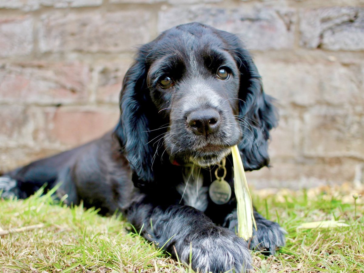 HearingDogs's tweet image. Pause everything you're doing and say a big hello to Cody 🐶
Eight-week-old Cody has settled into her new home as she gets ready to start her training!
This is where she'll learn her 'Sit' and 'Wait', investigate new objects, and continue to have as much fun as possible 😃