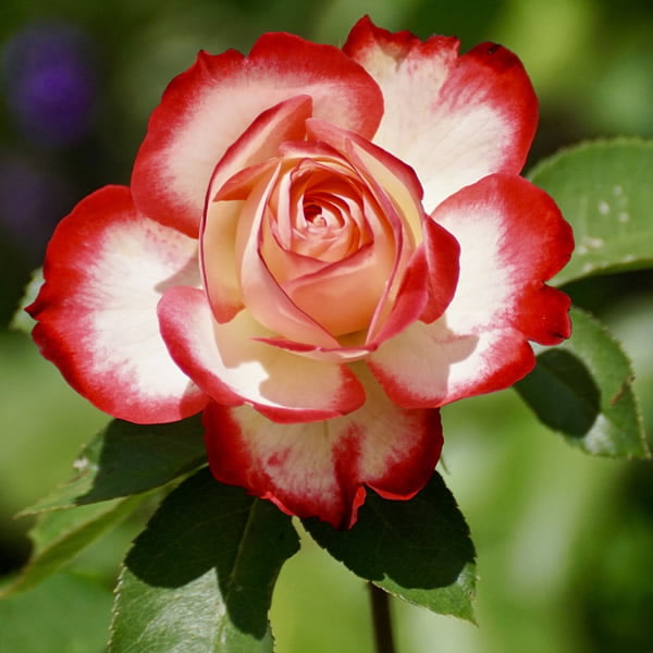 NadiaRossetti24's tweet image. Rosa bicolore 🤍🌹❤️
It's also called 'Tudor rose'
for #RoseWednesday
📷 Two-tone rose🌹 🤍❤️