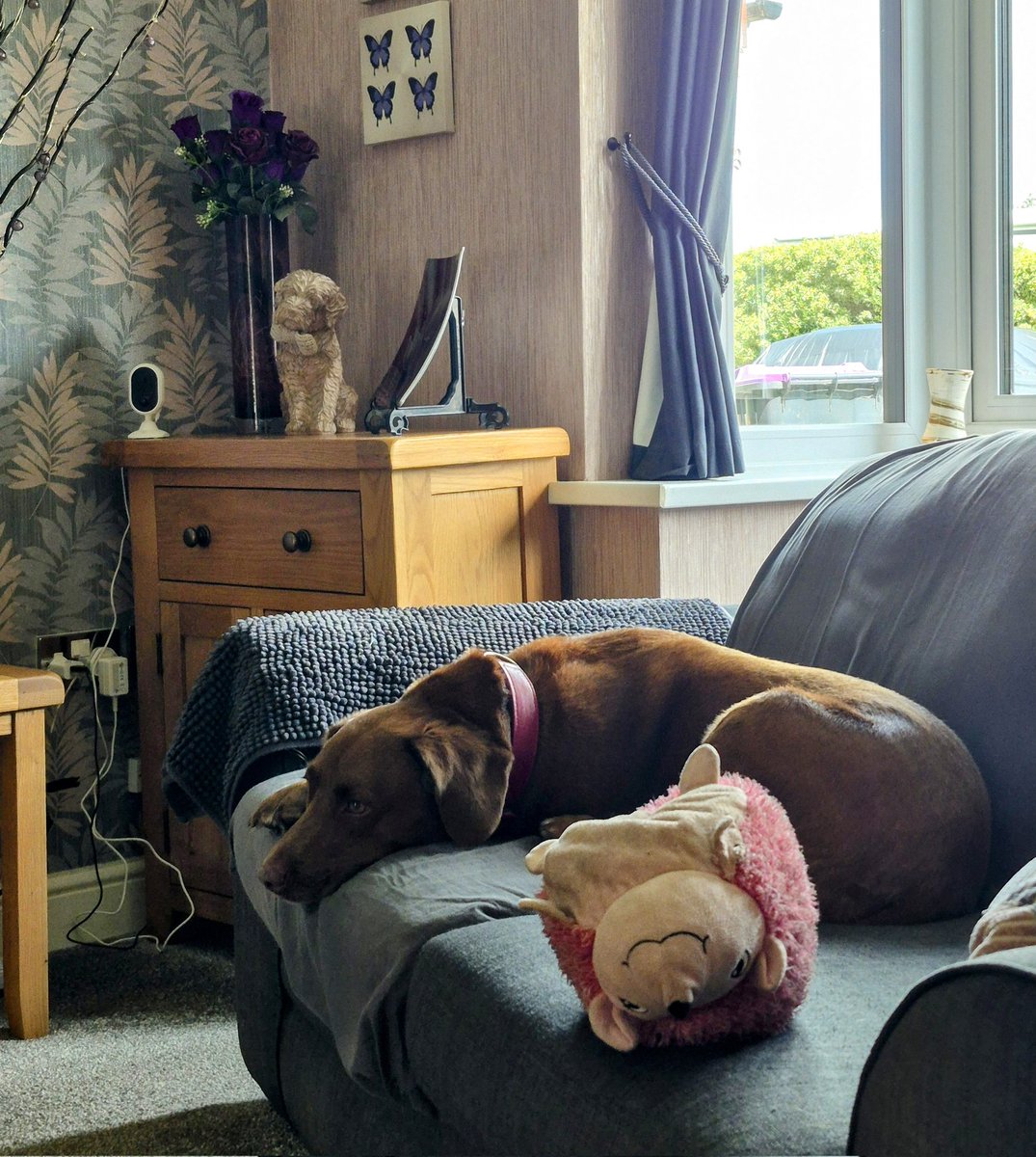Me and Stinky Pinky #1 pawticipating  in the gruelling Stage 16 of the #TourDeCouch. It's hard work and you can see we are bofe going flat out 🤭🫣🐾🦔