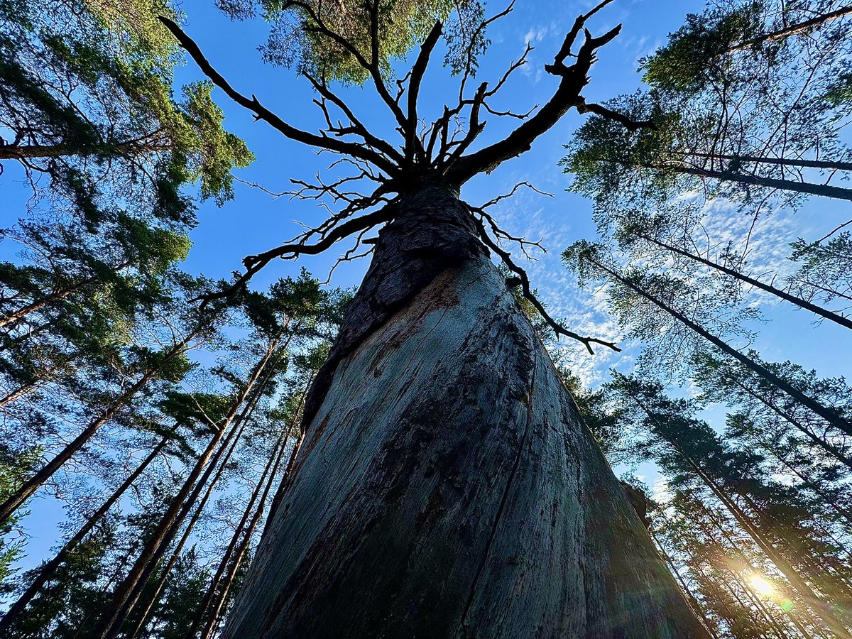 FromMikes's tweet image. Looking up at a large dead tree that was likely struck by lightning. It’s in the “Research Forest. “🌲