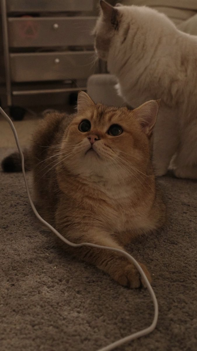 Cats Cure Depression tweet media