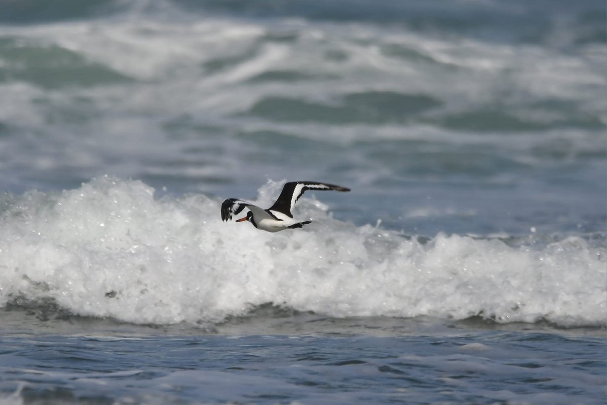nealesmithworld's tweet image. Oystercatcher
Bude Cornwall ใใ
#Bude #Cornwall
#Oystercatcher