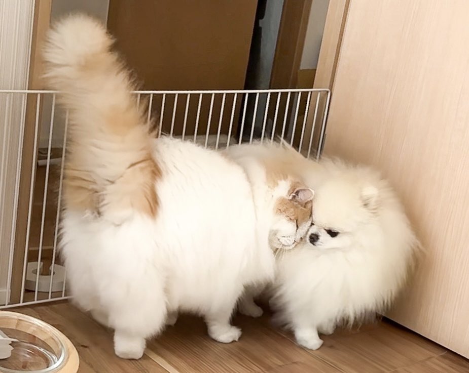 猫のレモンと犬のポテチ (@Lemon0517ch) / Posts / X