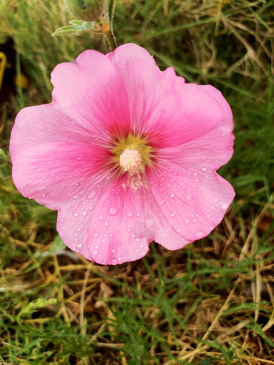 İçinizde yaşattığınız 
Küçükte olsa o umuda
Kimsenin yıkamadığı hayellere
Bir gün mutlaka olur dediğiniz 
               Dileklere
Ve bütün güzel beklentilere
       GÜNAYDIN 
#Günaydın  🌼🌻🌞❤️💛🦁