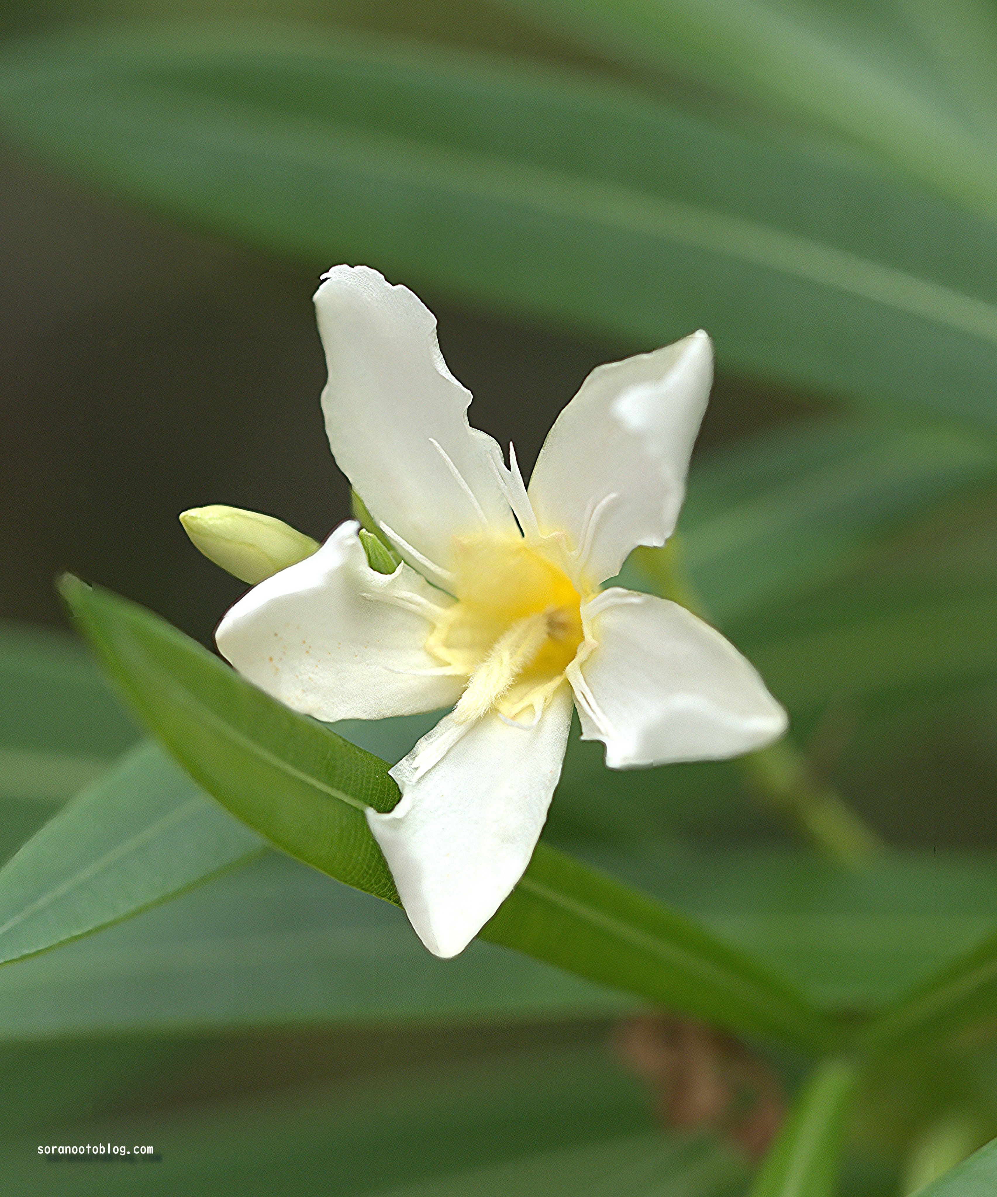 毒花 4133e467cf2ad227b7cffe7fa21a08