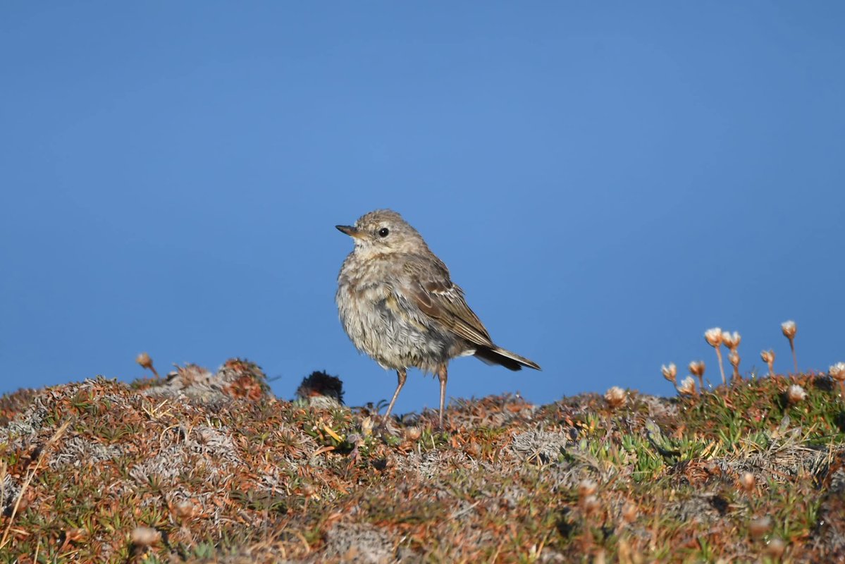 nealesmithworld's tweet image. Rock Pipit
Bude Cornwall ใใ
#Bude #Cornwall
#RockPipit