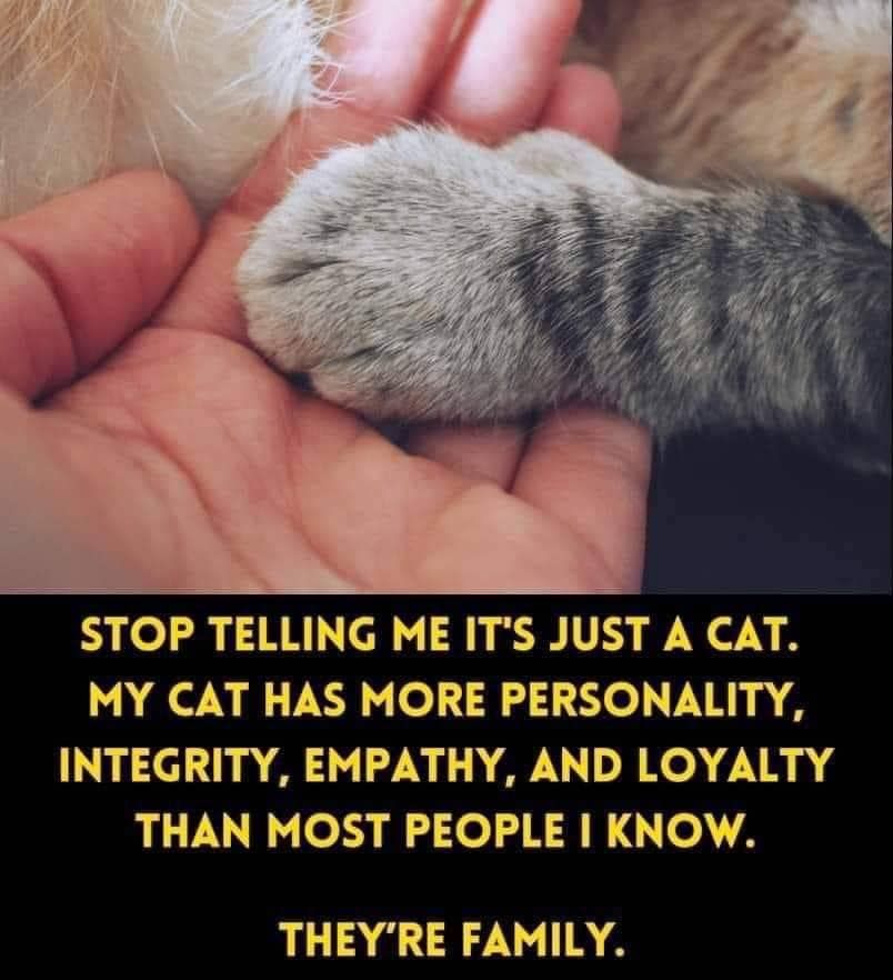 Cats and Kittens tweet media