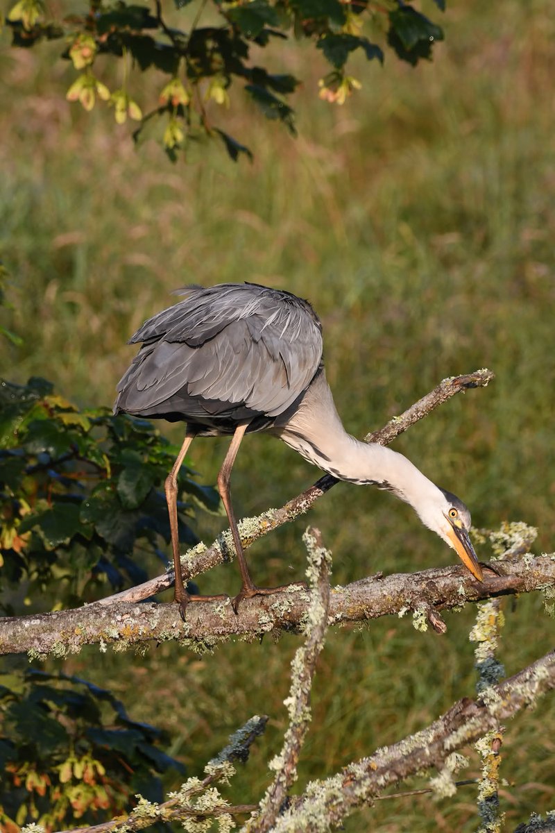 nealesmithworld's tweet image. Grey Heron
Bude Cornwall ใใ
#Bude #Cornwall
#GreyHeron