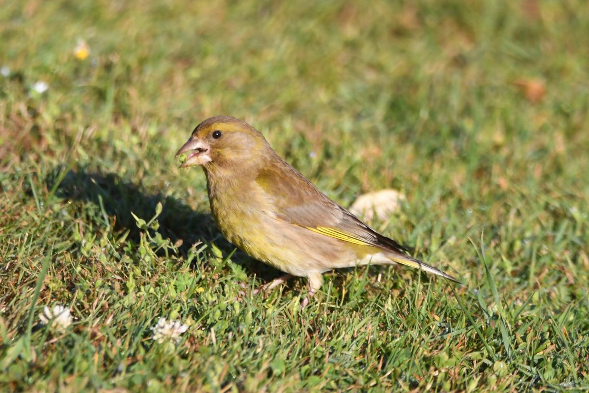 nealesmithworld's tweet image. Greenfinch
Bude Cornwall ใใ
#Bude #Cornwall
#Greenfinch