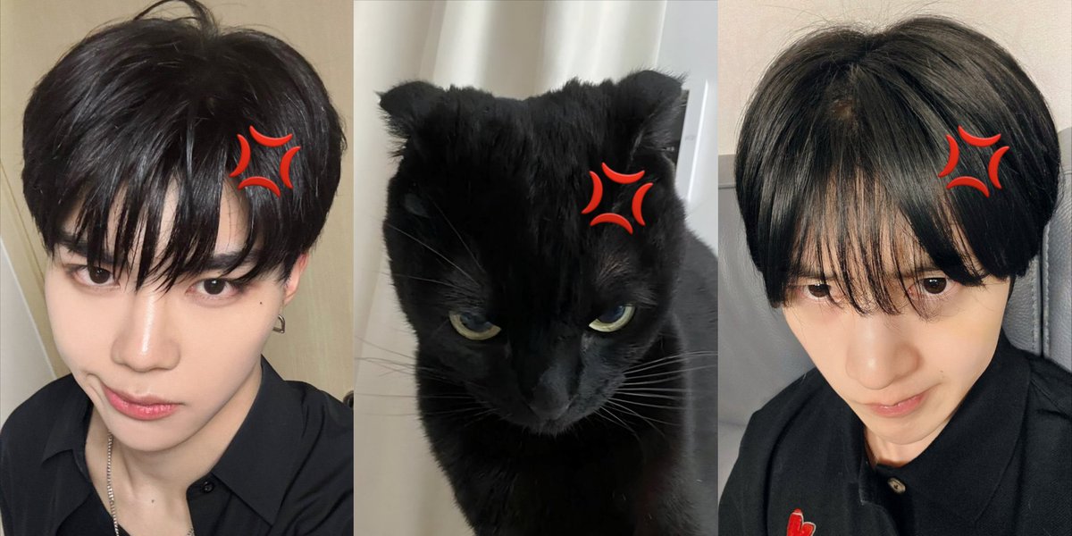 tinypochacco's tweet image. angy cats 🐈‍⬛
