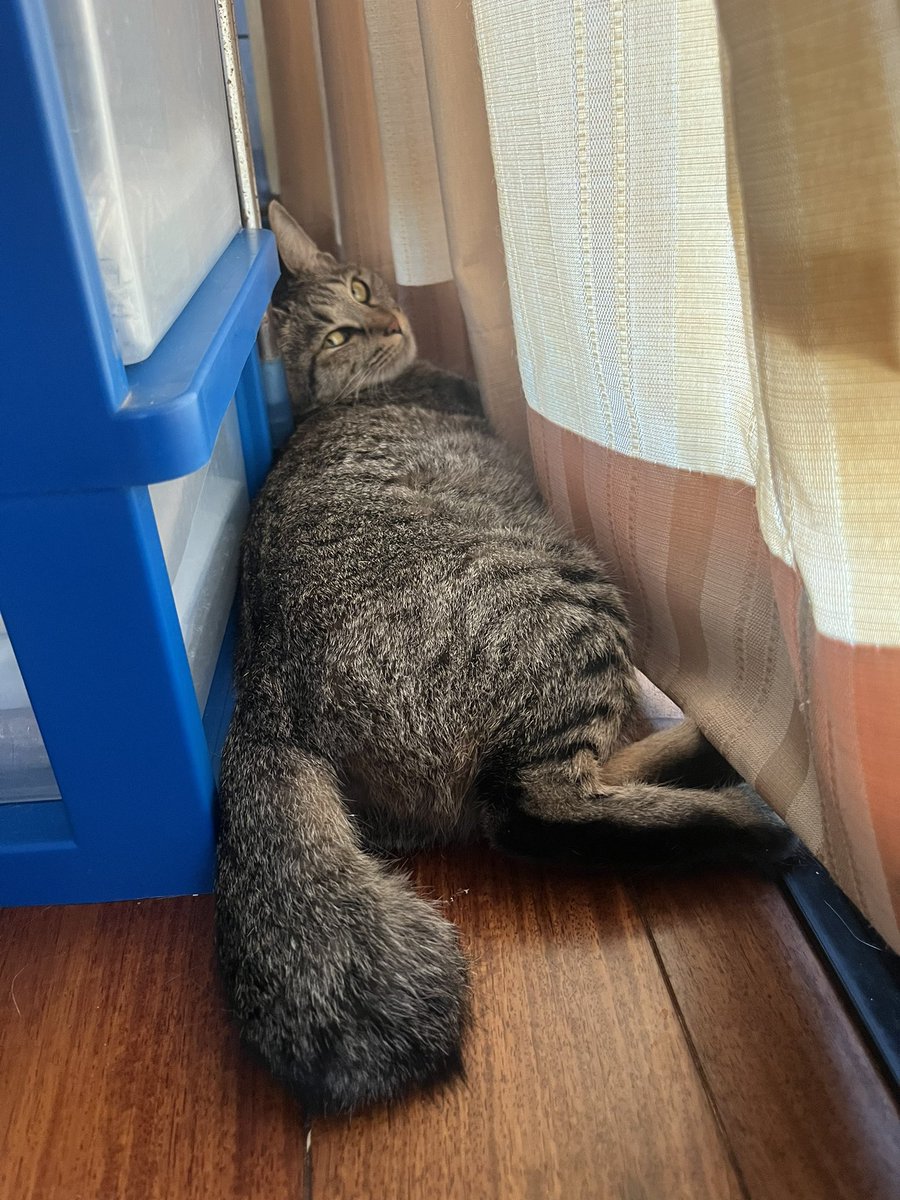 ゆーみん😾😸🐱🐱🐱🐱ྀི🐱ྀི (@lv6D8hIJtUmwfOr) / X