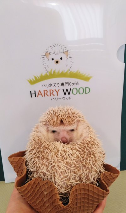 ハリネズミ専門カフェ HARRY WOOD(ハリーウッド) 名古屋栄店