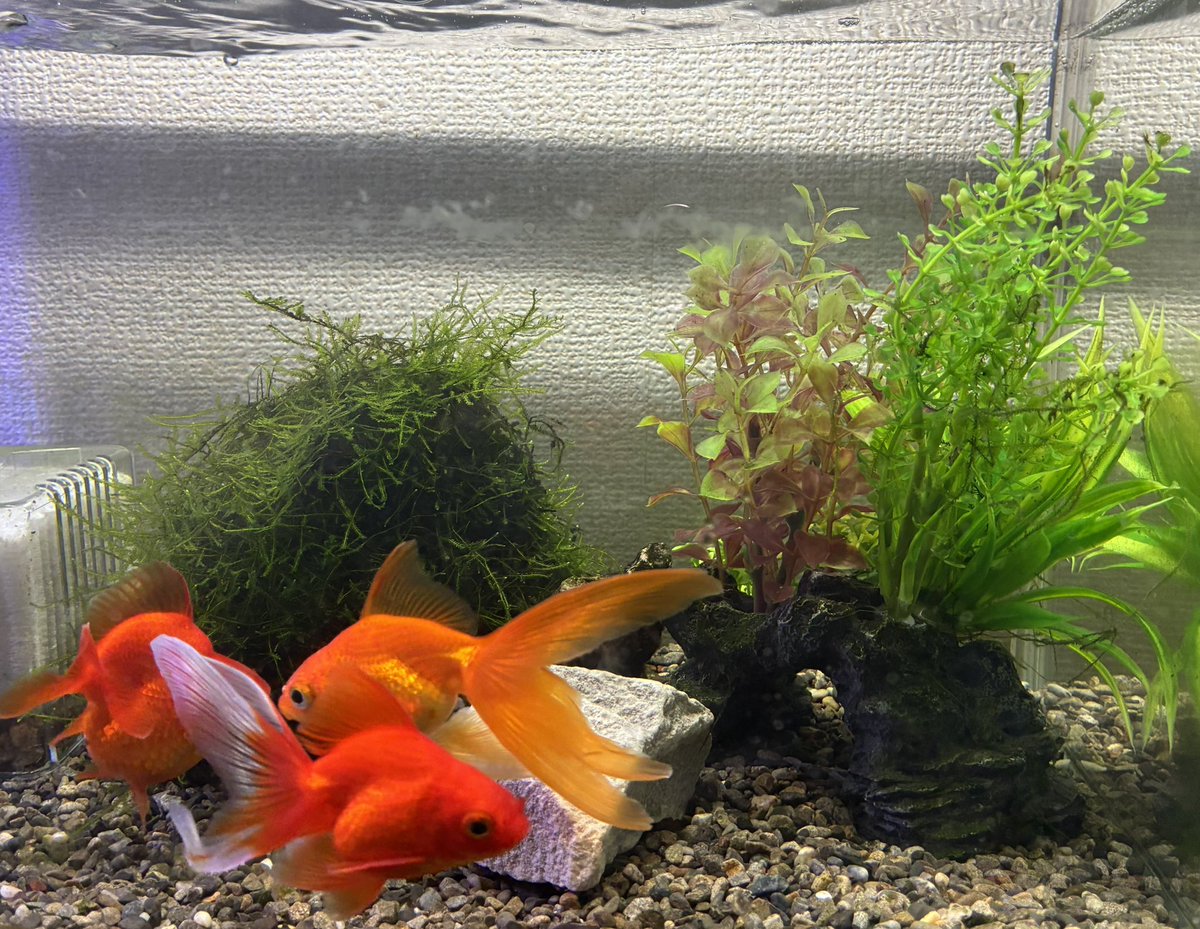 M85475274M's tweet photo. 1億年ぶりに小綺麗になった水槽達
お魚達ほんますみません… https://t.co/fsiJwY9Mli
