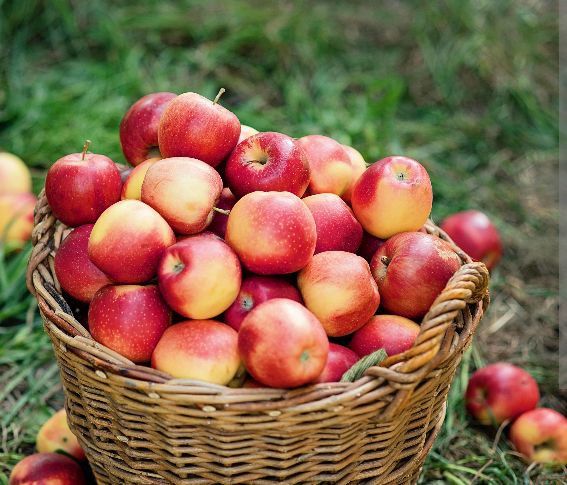ALEFARMER1_'s tweet image. Agribusiness success relies on strong supply chains.
"BUILD IT SOLD"