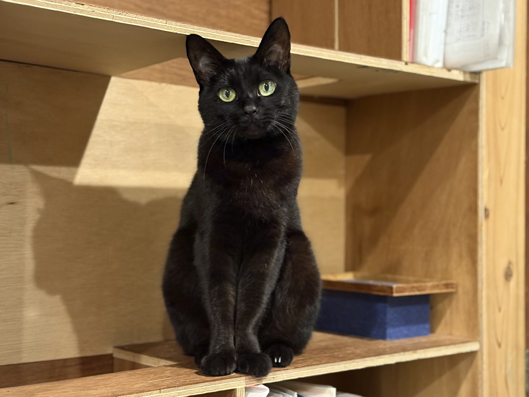 猫A 画像1 ＋ 14 最終値下げしました！ さねあつ on X: 
