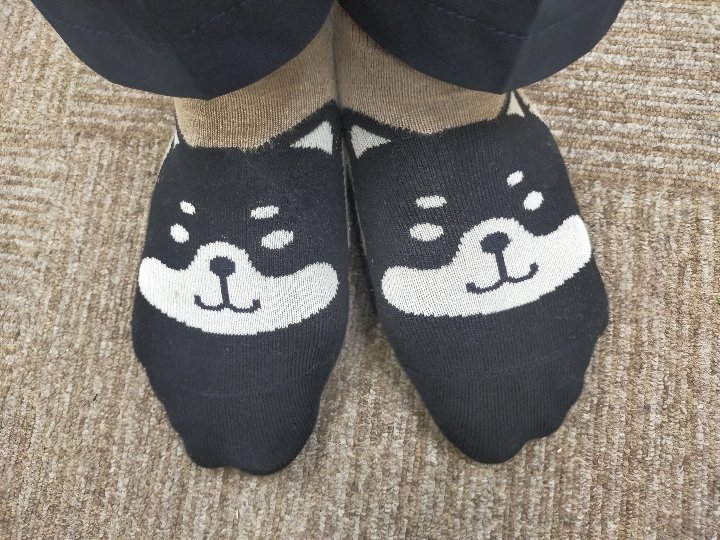 昨日は柴犬を連れてました。