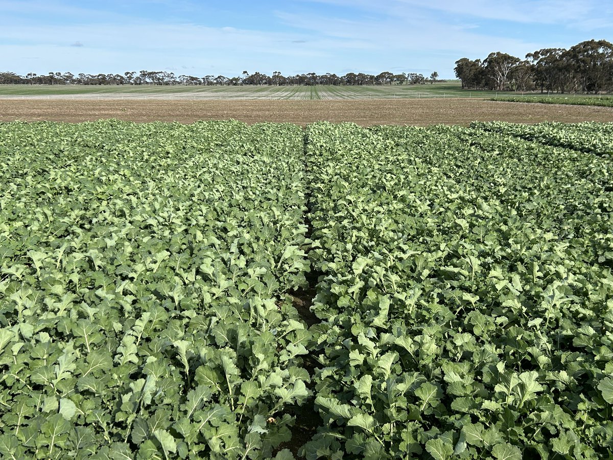 Justin Kudnig (@captaincanola) on Twitter photo Streatham Vic <a href="/GRDC_NVT/">GRDC National Variety Trials (NVT)</a> <a href="/theGRDC/">GRDC</a> NVT Canola Trials looking an absolute treat !! Well done <a href="/SouthernFS/">Southern Farming Systems</a> <a href="/GRDCSouth/">GRDC South</a> <a href="/PacificSeeds/">Pacific Seeds</a> <a href="/danrollsroyce/">Dan Rolls</a> <a href="/AgingAgro/">Andrew Heinrich</a> <a href="/hurgl1/">Tim Wilmshurst</a> <a href="/schilgee/">iKarl iSchilg</a> Streatham Vic <a href="/GRDC_NVT/">GRDC National Variety Trials (NVT)</a> <a href="/theGRDC/">GRDC</a> NVT Canola Trials looking an absolute treat !! Well done <a href="/SouthernFS/">Southern Farming Systems</a> <a href="/GRDCSouth/">GRDC South</a> <a href="/PacificSeeds/">Pacific Seeds</a> <a href="/danrollsroyce/">Dan Rolls</a> <a href="/AgingAgro/">Andrew Heinrich</a> <a href="/hurgl1/">Tim Wilmshurst</a> <a href="/schilgee/">iKarl iSchilg</a>