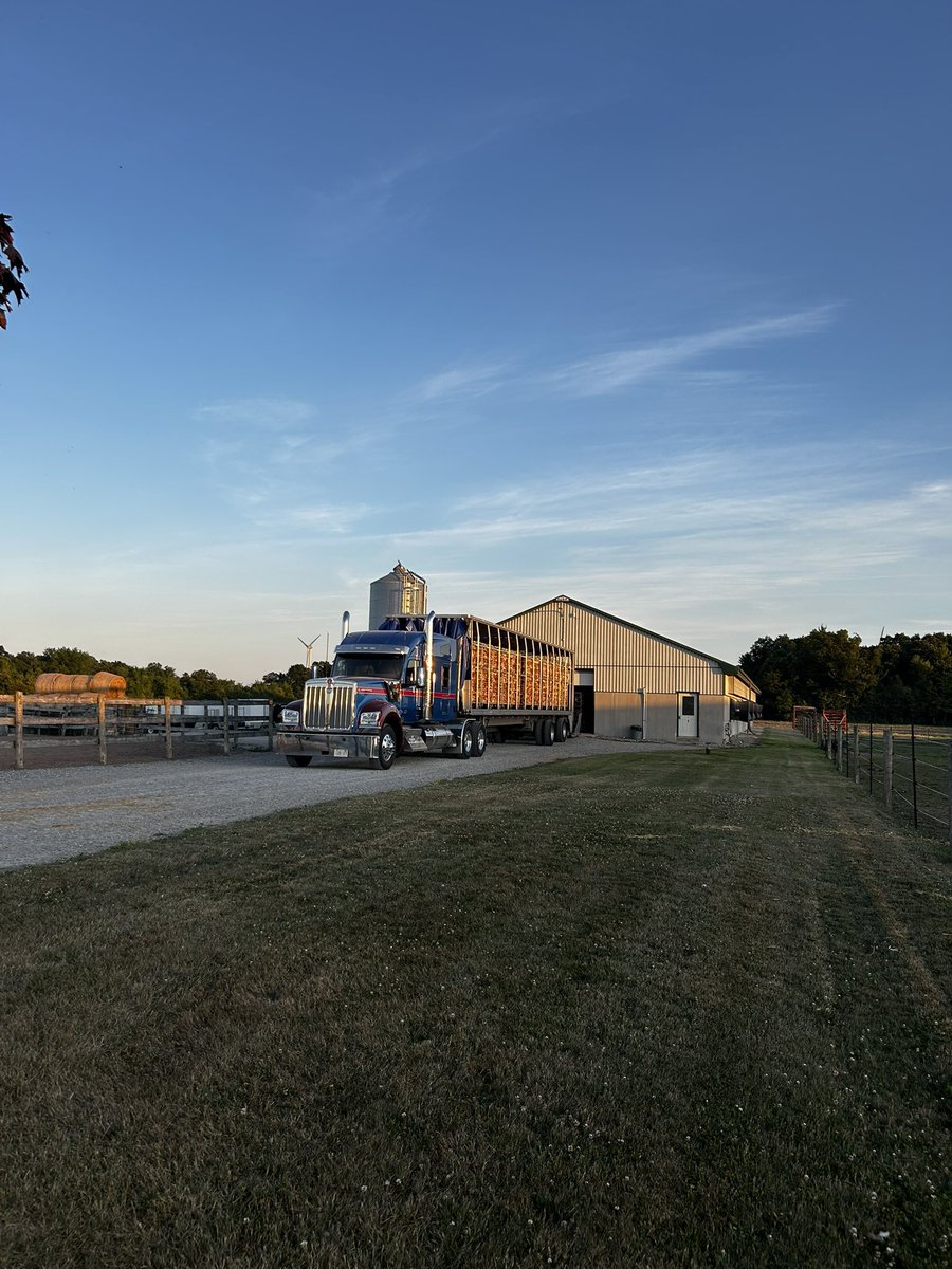 Burning the midnight oil shipping pullets