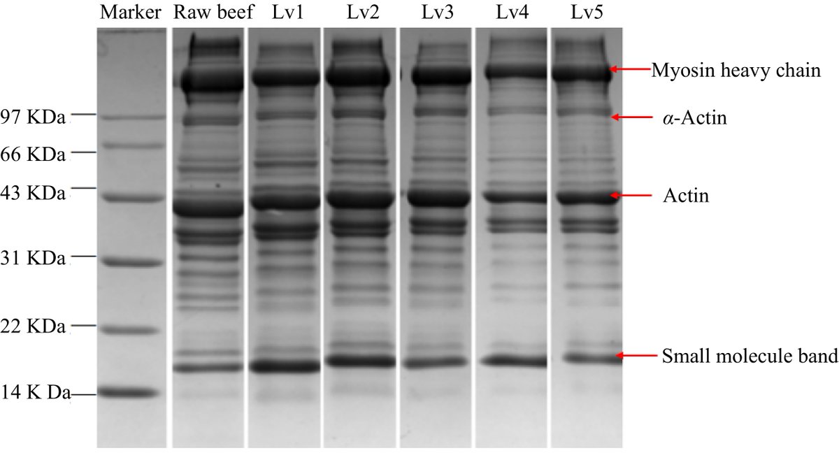 MaximumAcademic's tweet image. #FMR
Beef doneness can be predicted by free amino acids. We found patterns and developed a model with 96.55% accuracy. 🍖🔍
@FoodAdvance1 @GraceMachinery #aminoacids #amino
Details: maxapress.com/article/doi/10…