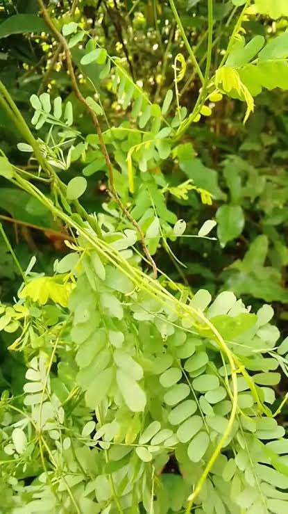 OlawaleOlanir12's tweet image. Ashina ( to open ways )
Ewe omisimisi pelebe ( rosary pea )
one native egg
Make sure the native egg is still good and clean
Shake the egg well let it mix with each other before breaking it
Break the egg in a cup
After breaking , grind the shell of the egg with ewe…