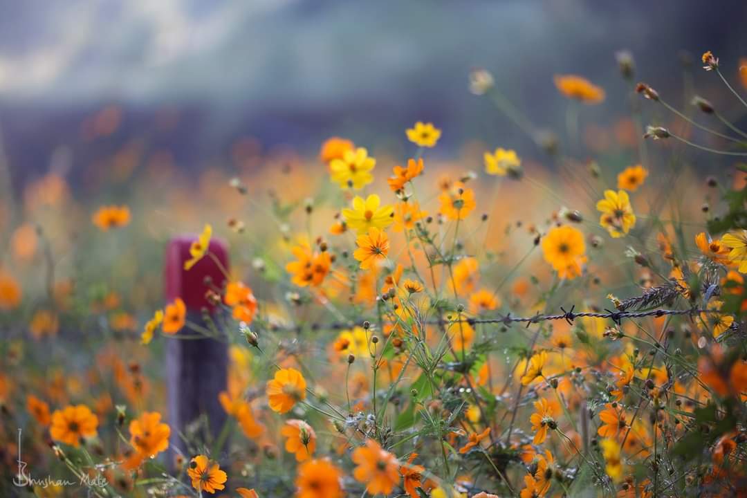 bhushanmate's tweet image. #theme_pic_India_flowers