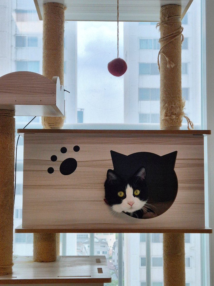 캣타워에서 얼굴만 내민채 삐용삐용 목청 높어 언니 부르기ㅋㅋㅋ