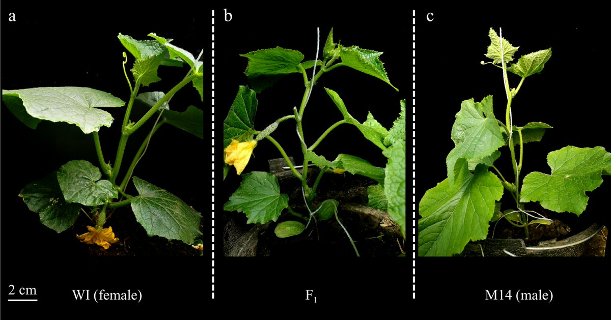 MaximumAcademic's tweet image. #VegetableRes
Low-light stress impacts cucumber flowering time. Study identifies key genes and QTLs for female and male flowering. 🥒
@HortiPlant @NewPhyt @sci_plant #Cucumber #FloweringTime
Details: maxapress.com/article/doi/10…