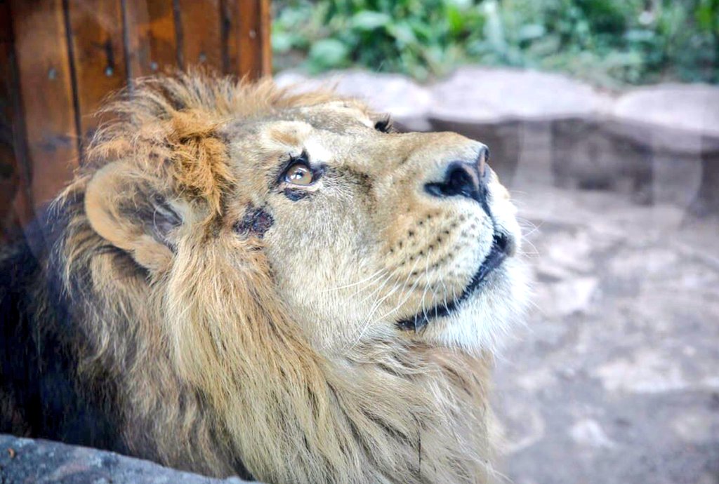 شیر ایرانی حدود ۸۰ سال پیش تو ایران منقرض شد.
ولی سال ۱۳۹۸ ایمان معماریان، دامپزشک حیات وحش موفق شد با رایزنی‌های زیاد و هزینه‌ی شخصی شیر نر ایرانی رو از باغ وحش بریستول به ایران بیاره تا نماد اصیل حیات وحش ایران رو تو کشور داشته باشیم.
اسمش «کامران» بود و بعداً «هیرمان» شد.
۱/۳