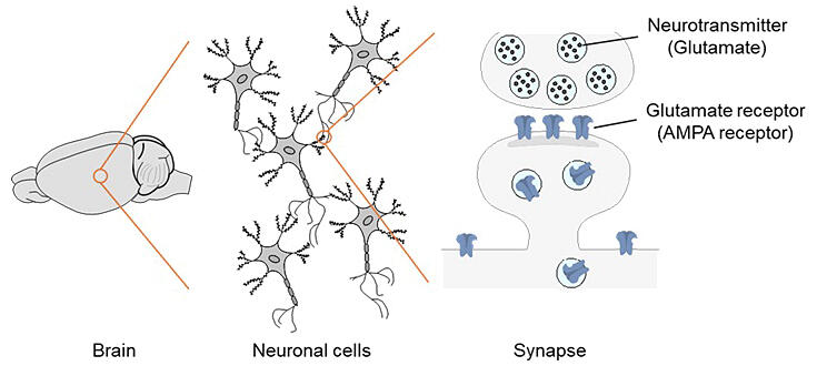 #NagoyaUniversity develops 10-sec method to label AMPA receptors, enabling real-time tracking of synaptic changes tied to #memory and brain disease. Breakthrough for #LTP and #neuroscience research.
#APRC #ScienceJapan

Check👉sj.jst.go.jp/news/202507/n0…