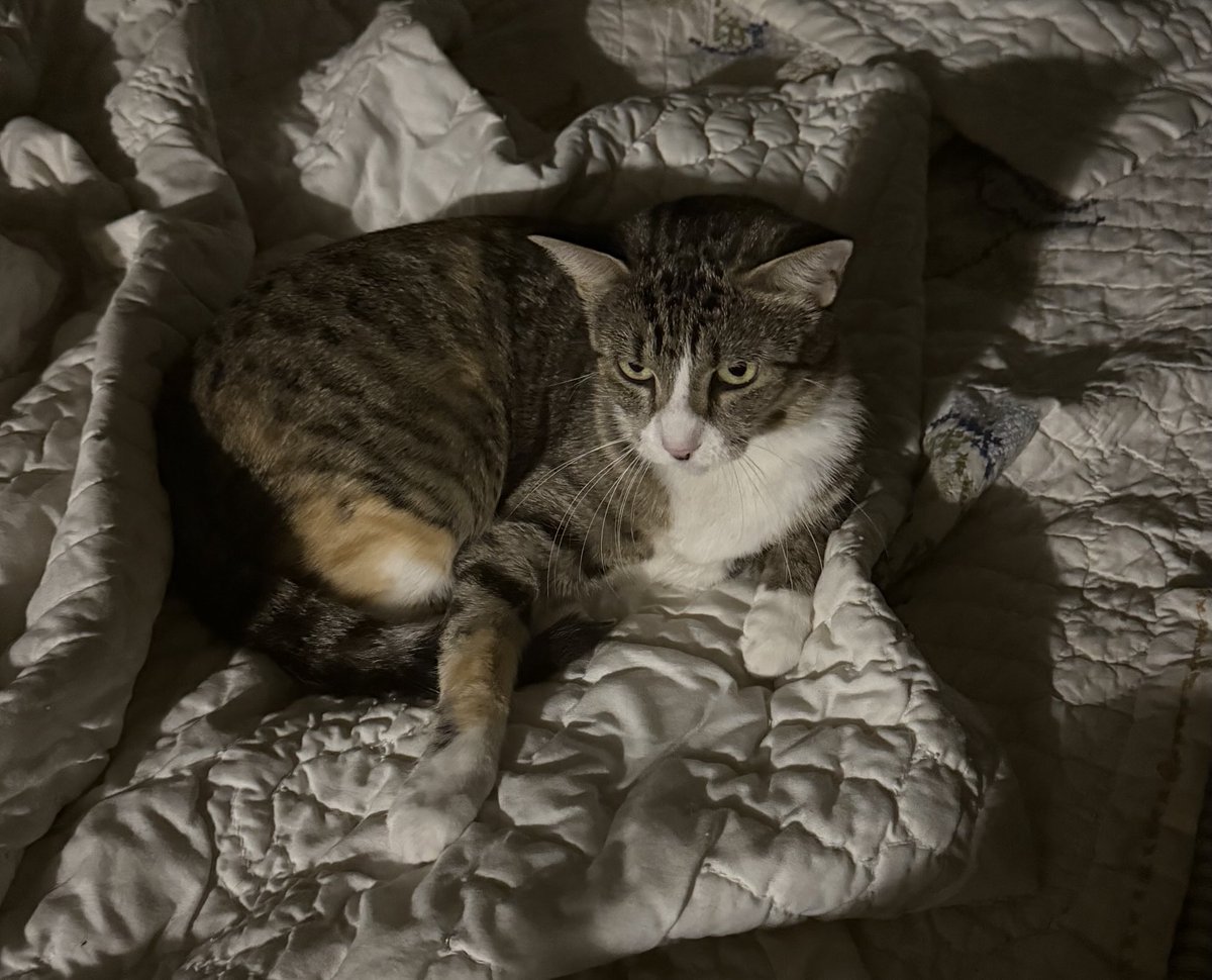 Furby noir